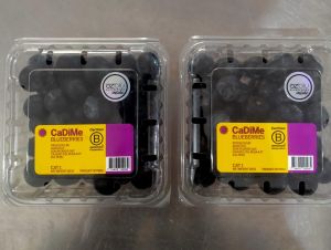 BLUEBERRIES 125GM